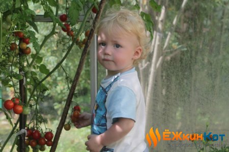 Когда лучше собирать урожай помидоров и как их сохранить