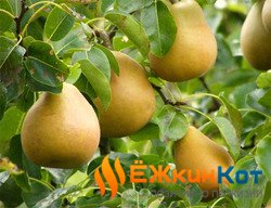 Фрукт помело польза и вред